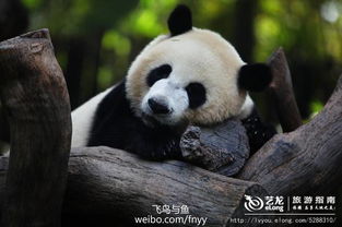 十二生肖中哪位是天上的神兽？