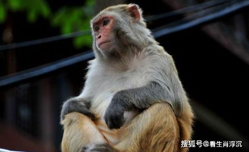 属猴2026年感情运势和一月运势预测具体内容是什么？