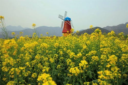 探访花海：油菜花与浪漫相遇的地方