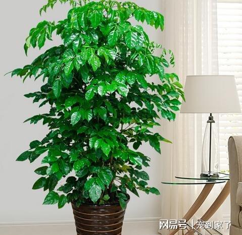 6. 藤蔓类植物