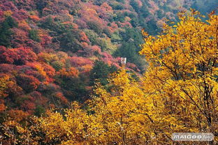 河北的金秋骗局：我花3000块买来的血泪教训