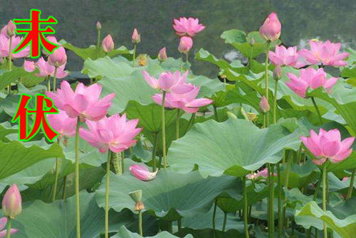 公司院里种荷花风水好吗,公司院里种荷花风水好吗