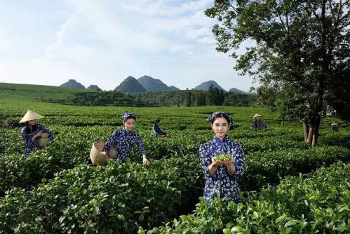 岭头红茶创意园区