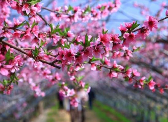 桃花运旺盛年份