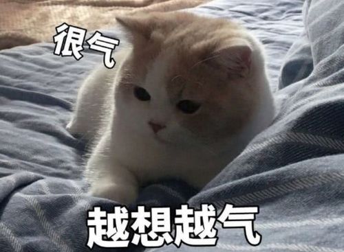 冻成狗的北方：漠河の极寒体验