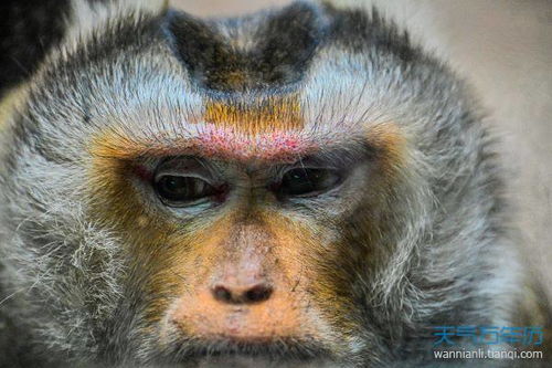 属猴2023年运势如何？详细解析属猴人的运程变化？