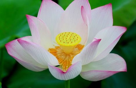 白莲花和绿荷白莲花分别是什么生肖，它们打一生肖是什么意思？