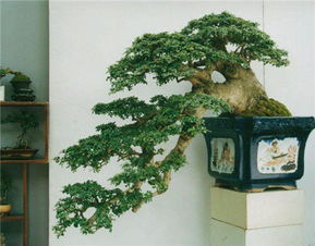 2. 种植物？绿油油的希望！