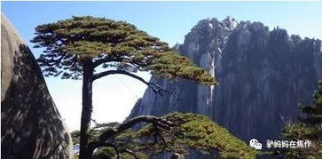 黄山春季花卉种类 (好像者阝是一样的)