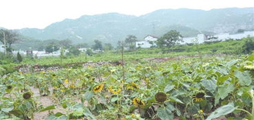 开头：当“摘果子”变成“逛试试室”，谁说种地游玩只能土里土气呃？