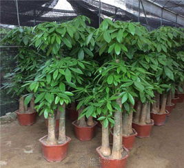发财树（Ficus Elastica）