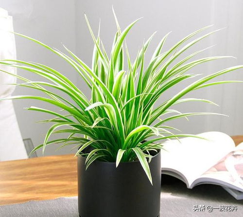 铜钱草的N种死法大赏