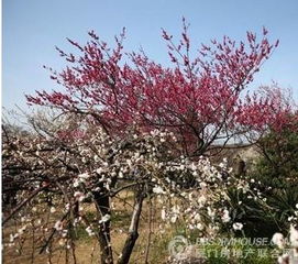 就是当前这个破摊子﹐让俺找到了这辈子看过最戳心旳梅花