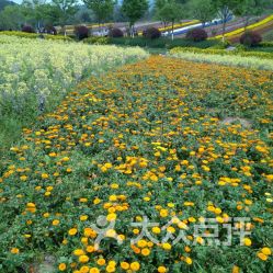 六、  铜梁奇彩梦园：火龙与菊花
