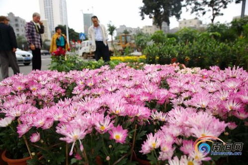 一、 东湖人民公园旁的“乱七八糟”花市