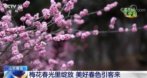 春意盎然——浪漫的橙色盛宴