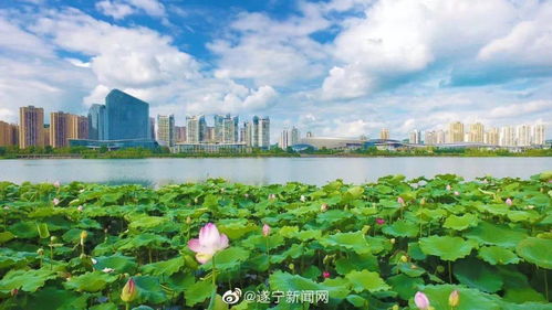 6. 农耕文化底蕴体验：了解传统方式农业生产魅力