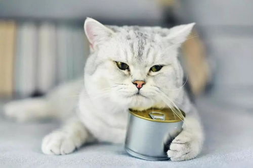给猫起名，有没有100个旺主人的宠物名可以参考呢？