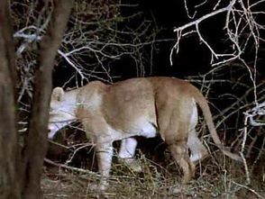 夜半的哭声——鸡叫狗吠