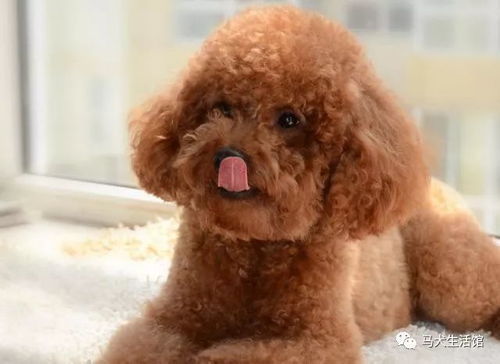 家里不能养泰迪，这真的会影响财运吗？