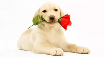 3. 属狗的可长点心吧