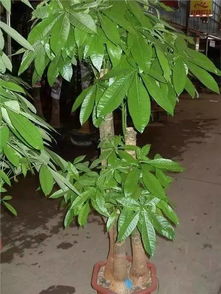 卯姓男孩起名：春生之意，活力与深蕴