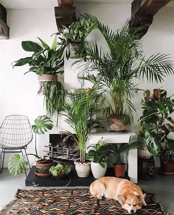 絮语：植物与人的缘分