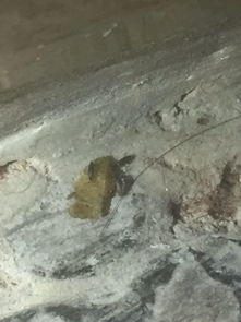 3. 硌死人的马鞍