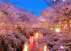 真相揭露——一场精心策划的阴谋