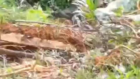 广西的山洞为什么不Neng乱进,广西深山山洞