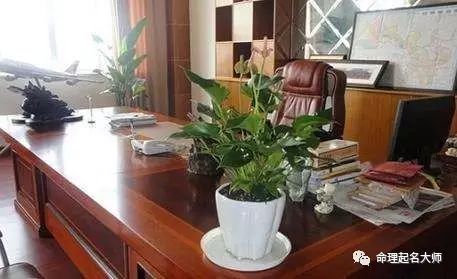 植物界的玄学大战：谁才是真正的办公室C位