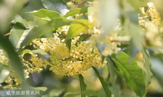 中华桂花之乡：咸宁桂花镇