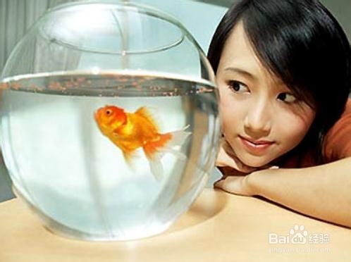风水上养鱼,风水上养鱼