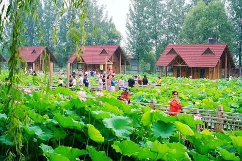 植物观赏：绿意盎然 一眼倾心