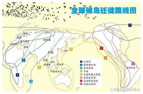 迁徙背后的原因