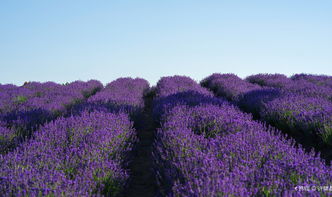迪士尼旁边的紫色修罗场