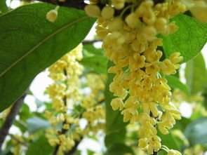 2.2 桂花的“甜蜜陷阱”