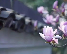 女人梦见移花栽花是什么预兆？梦见别人移花栽花又意味着什么？