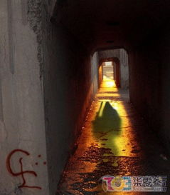 夜深人静时 古树摇曳——阴阳五行的低语