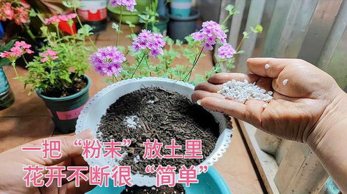 流年开花和粪堆上开花分别指代哪个生肖？这两个成语有何寓意？