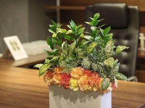 四、 这些花千万不能放！会招来厄运