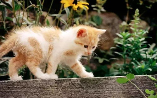 招财较大牛猫：财富有积累的传奇