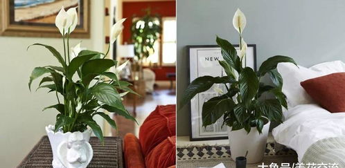 佛手柑：舒缓情绪，  改善睡眠