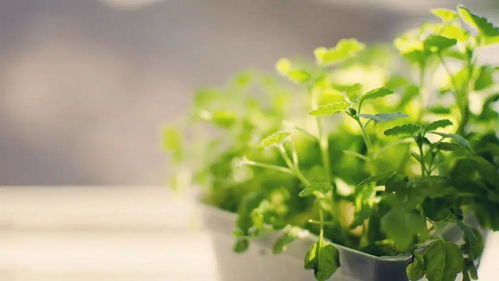 绿色植物风水聚气，你晓得哪些？