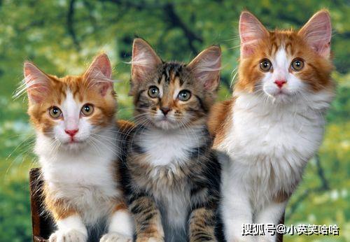 先说点儿闲话， 我奶奶的猫
