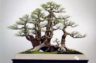 风水中的旺宅之树真的迷信吗？