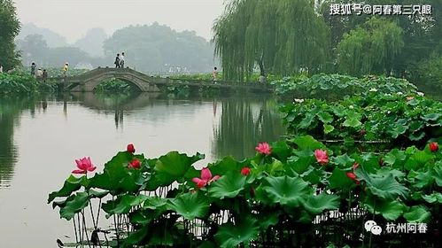 第一天：从曲院风荷启动乱跑