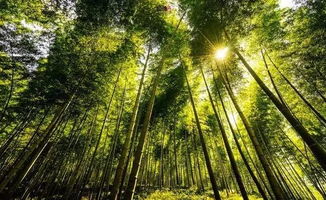 三、 穿越竹海，遇见不一样的风景（以及有时候出现的外星飞船）