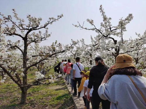 寻梅景区：花香四溢的美好时光