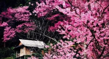 b) 圆山公园 —— “夜樱+灯笼”的狂欢派对现场！??‍♀️??‍♂️??‍♀️??‍♂️????